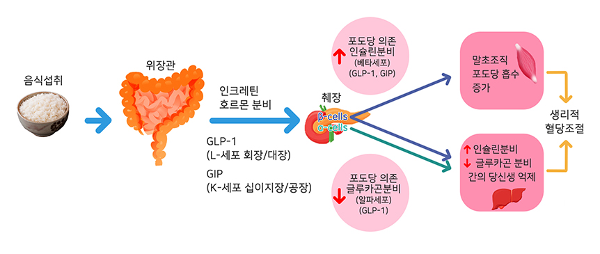 인크레틴